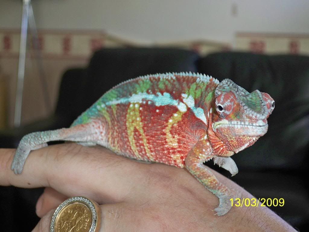 For sale stunning male ambanja panther chameleon (ipswich) - Reptile Forums